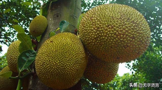 菠萝蜜怎么定价最合理,怎样辨别优质的菠萝蜜