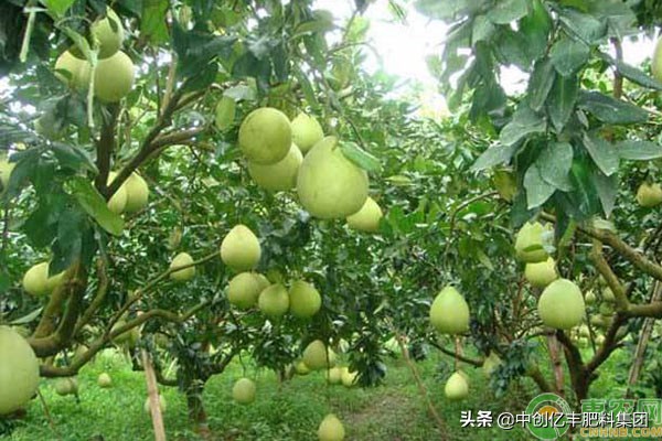 柚子怎么种植和管理方法,柚子树的种植方法和管理技巧