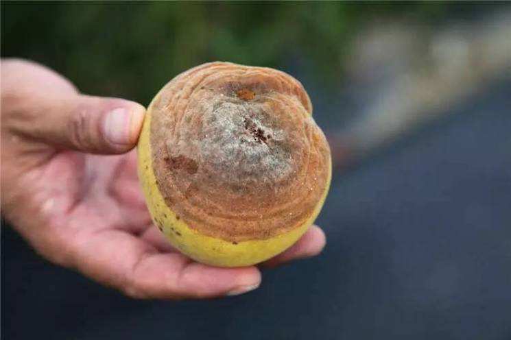 甲维盐能防治桃树的什么病虫害,一年生桃树怎么防治病虫害视频