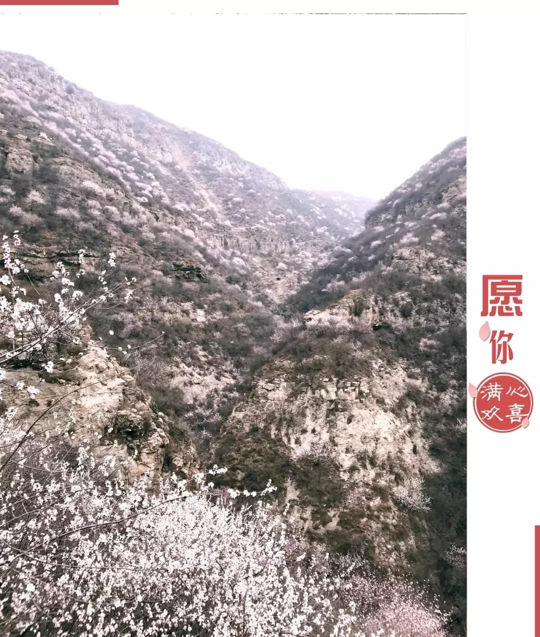 黄河桃花朵朵开,黄河大梯子崖上的风景