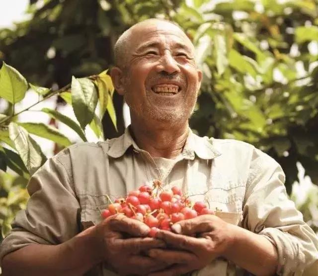 顺义大芦苇荡樱桃采摘园,顺义五大樱桃园