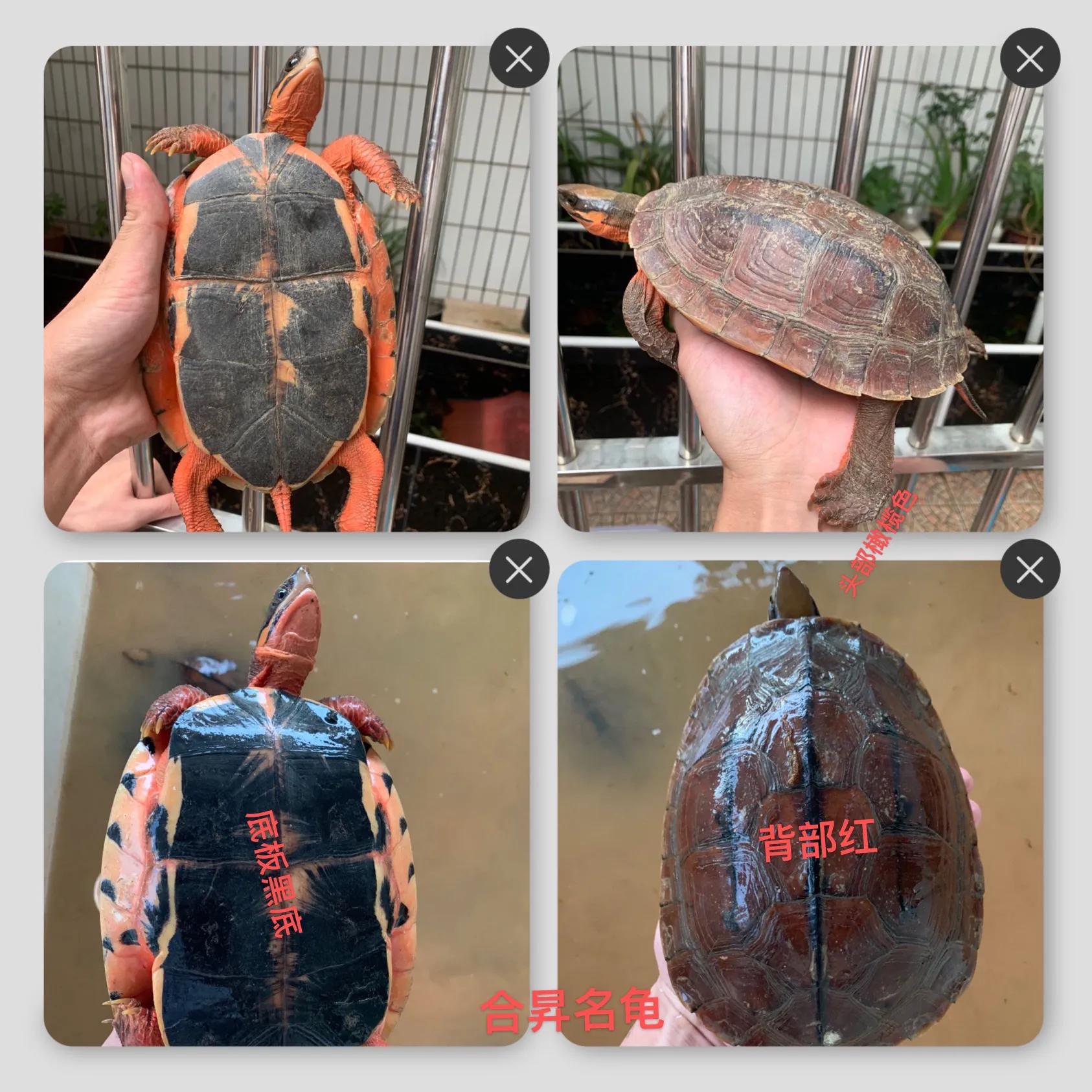 三线闭壳龟之金钱龟大全