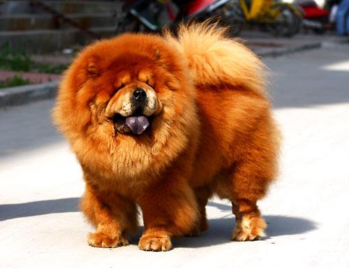 纯种松狮犬好养吗,纯种松狮犬的标准