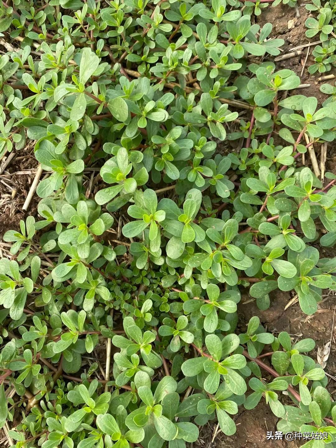 露天种菜怎么防止土壤板结,阳台种菜怎样防止土质板结