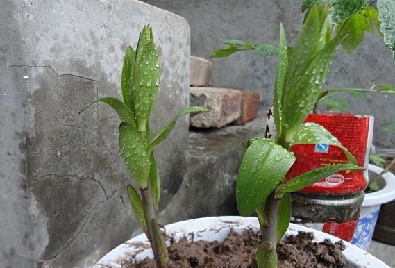 盆栽百合花怎么养才多开花教程,盆栽百合花开花后怎么养护