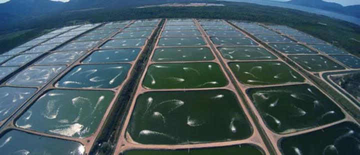 鲍鱼养殖如何赚钱,人工养殖鲍鱼