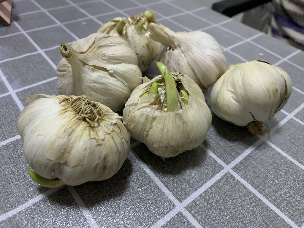 大蒜怎么保存不发芽妙招,大蒜冬天出芽怎么办