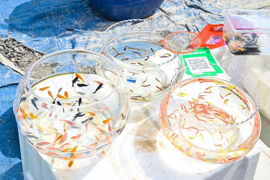 北京京郊大集地理位置,今天京郊哪有大集