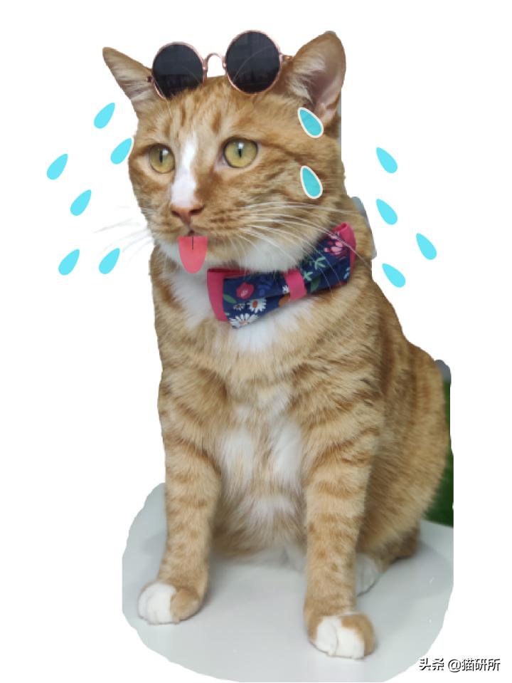 猫咪夏季好物推荐平价,猫咪防抓好物推荐