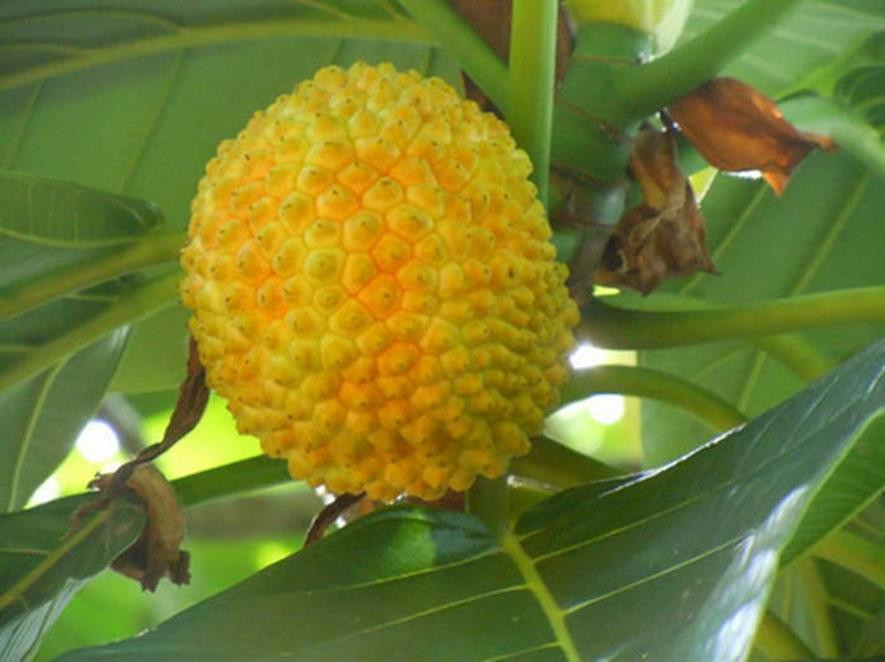 百种味道的果子,四季百种果子图片