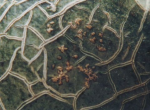 甜瓜叶斑病的防治方法,甜瓜叶斑病的根治方法