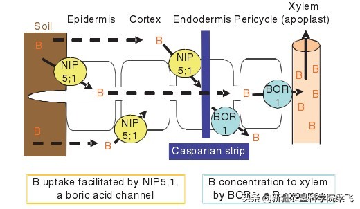 硼锌铁铜钼的作用,铁铜钴锌铬硒碘氟元素作用