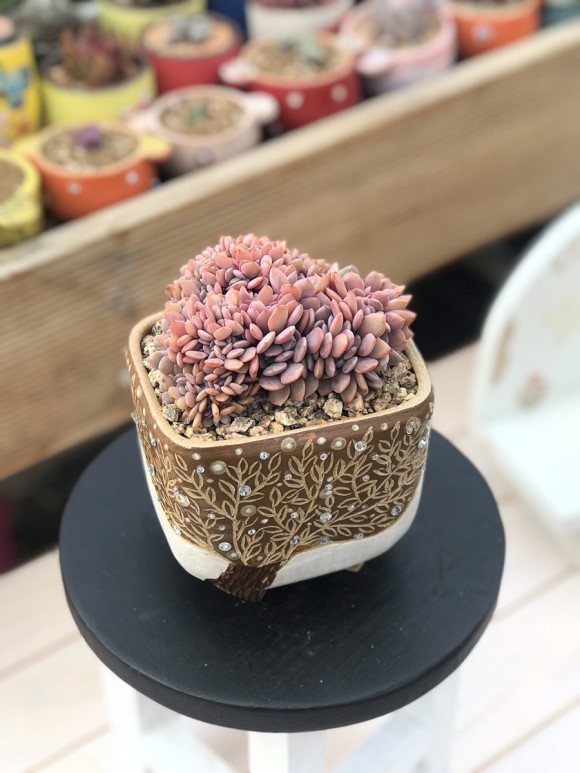 惊艳的韩国多肉,让人震撼的多肉