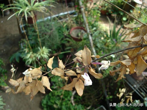 月季应该怎么浇水,月季的浇水注意事项