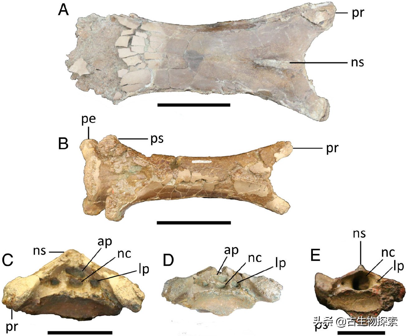 加拿大翼龙图片,加拿大发现恐龙化石
