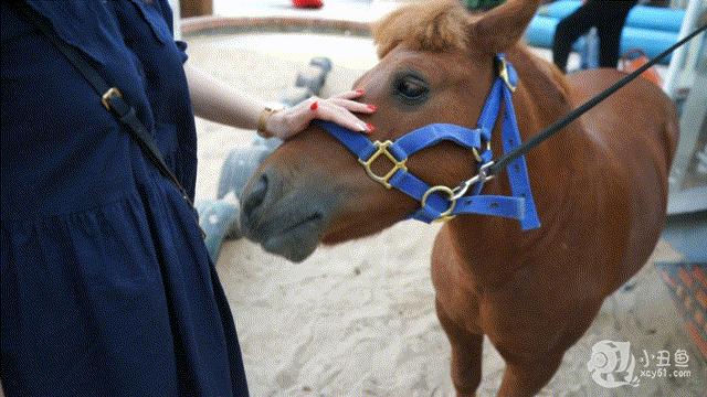 儿童玩的遛娃好去处,有动物的溜娃好去处