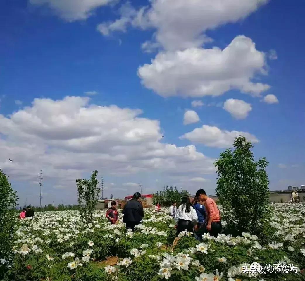 沙河市牡丹观赏地,沙河牡丹苑
