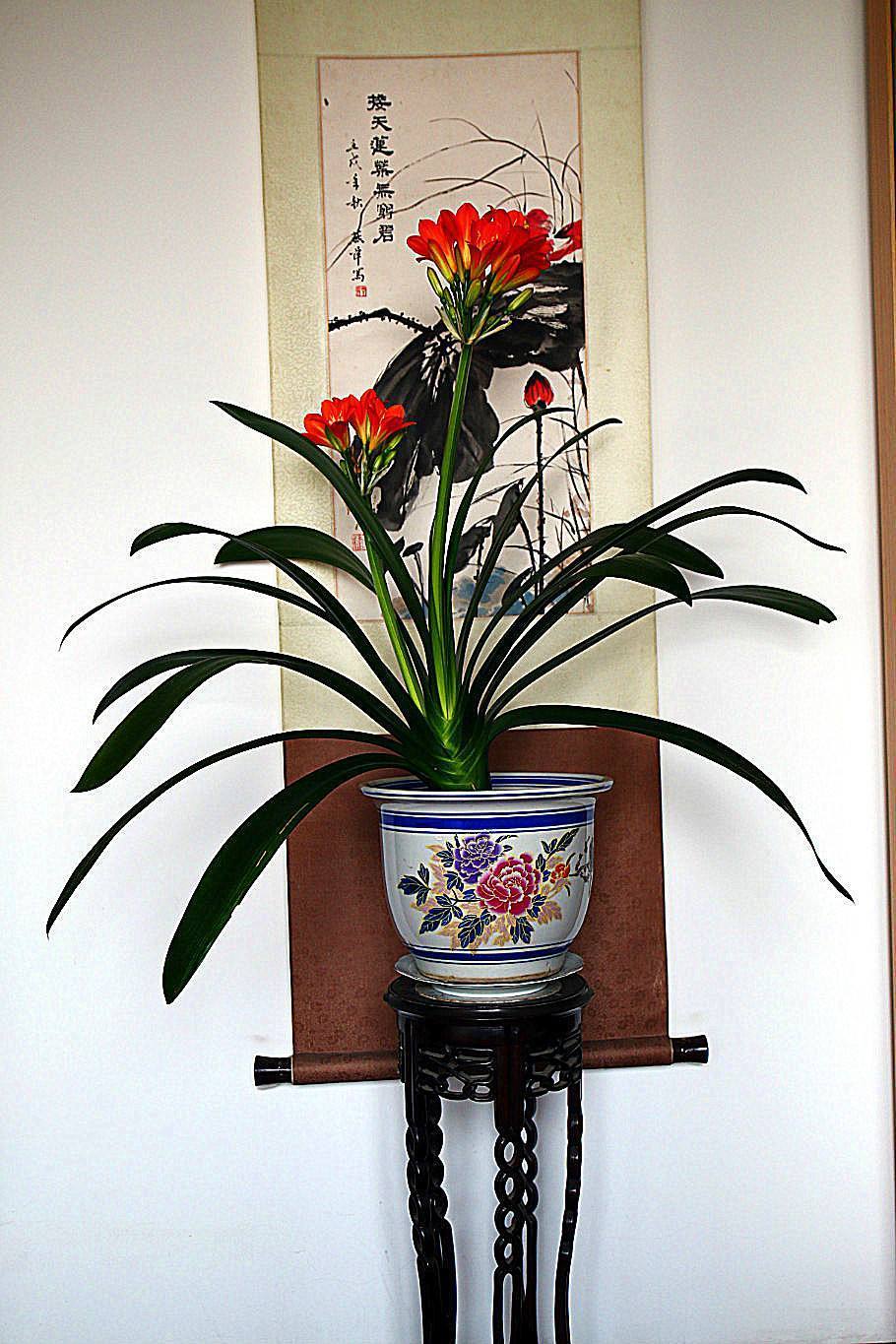 这4种绿植一定要养,四种最好养的盆景树