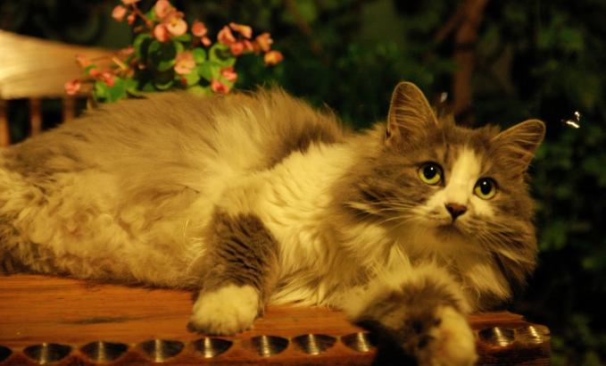 新手第1次养猫推荐猫品种,新手养猫选择哪些猫品种