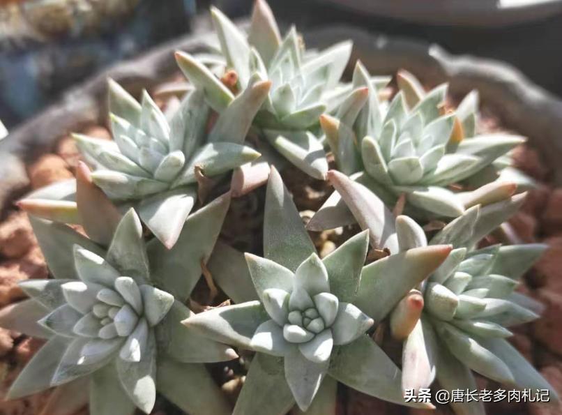 多肉白菊怎么控形,多肉白菊能用纯颗粒养么