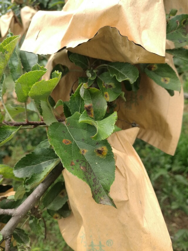 看图识病100例,看图识病图片及答案