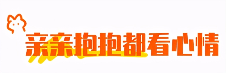 合租养猫劝退指南,《养猫劝退指南》