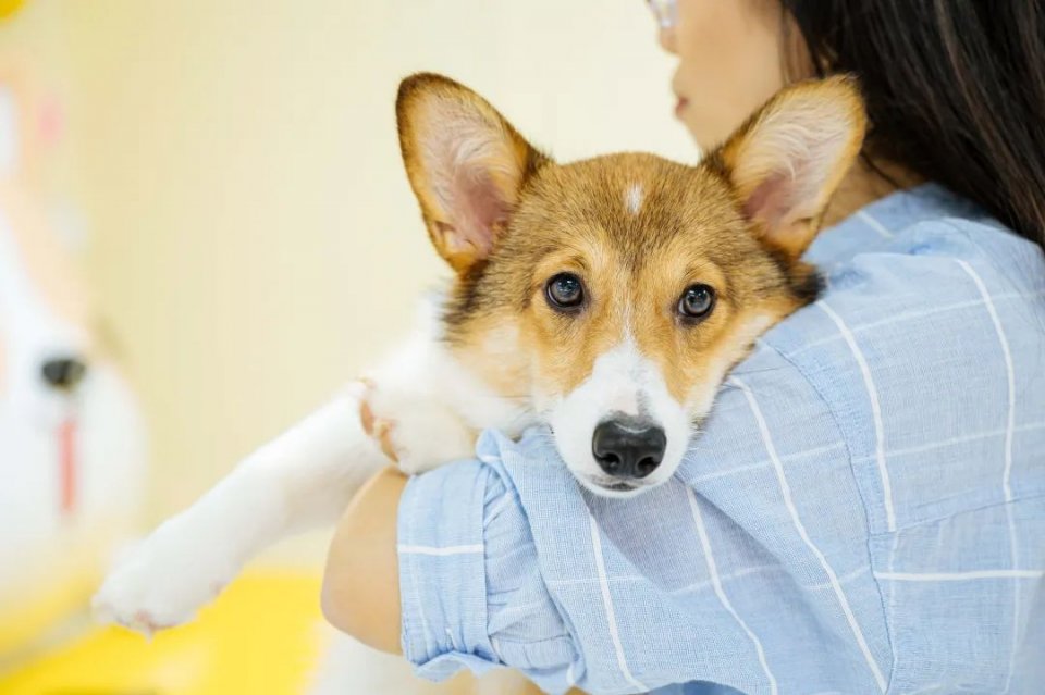 吸屁屁,短腿大耳肉嘟嘟,这家店进去就出不来了…