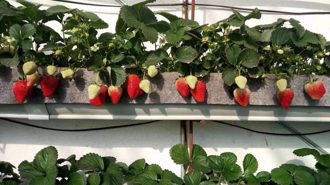 疫情期间丹东草莓滞销如何解决,因为疫情草莓滞销的原因