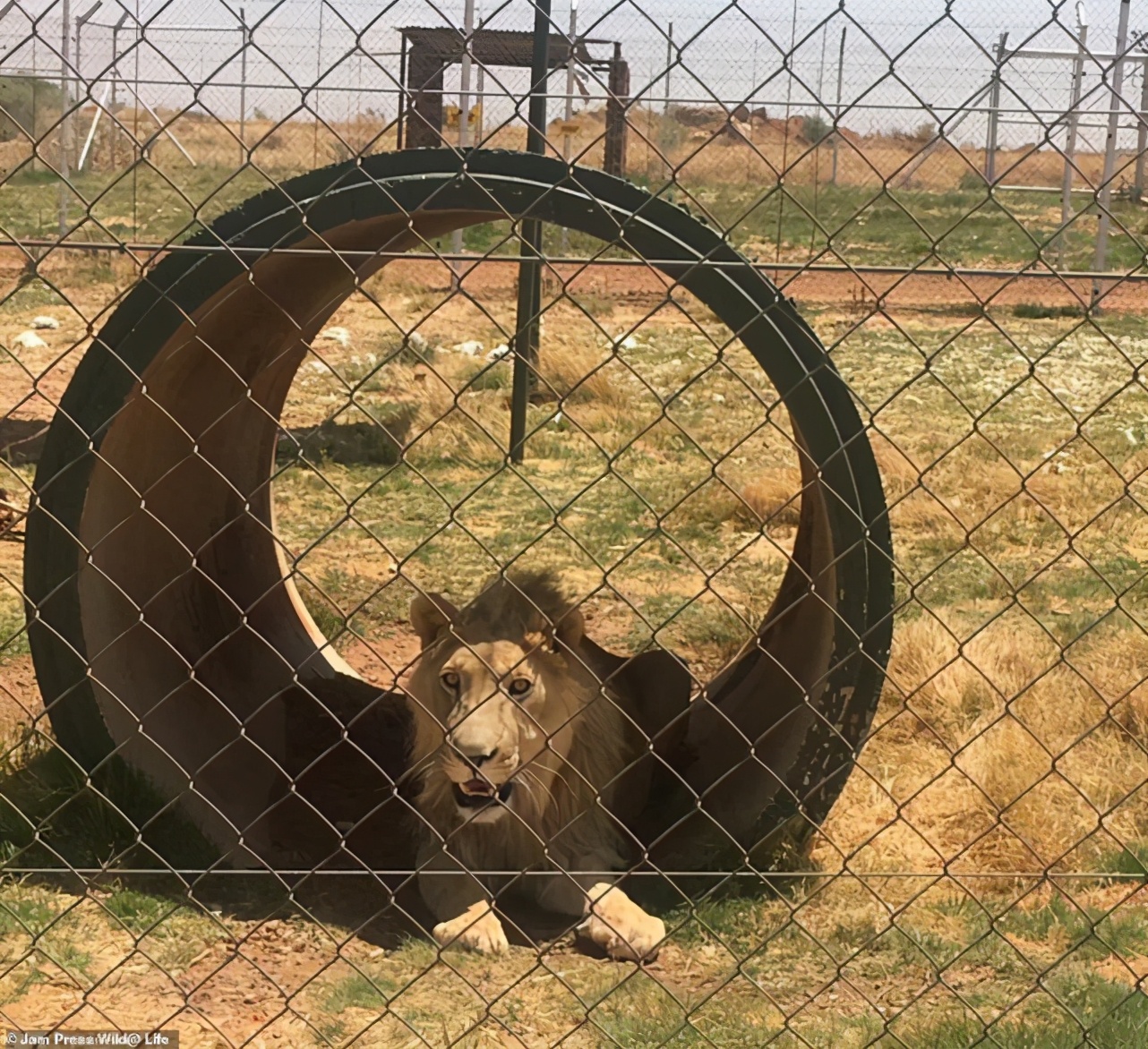 南非四头狮子差点被扒皮抽骨，变成虎骨膏替代原料，结局令人暖心
