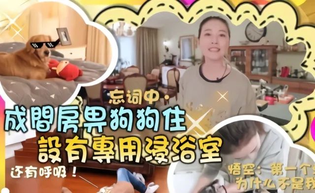 周海媚宠物狗狗,周海媚生前养的4个狗狗被曝光了