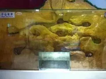 适合遛娃的亲子博物馆,周末遛娃好去处自然博物馆