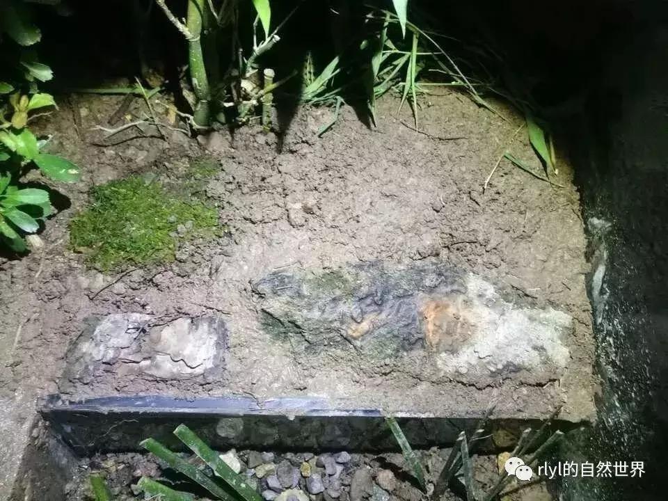 黄缘龟多大可以进环境造景,黄缘龟造景用陶粒还是火山石