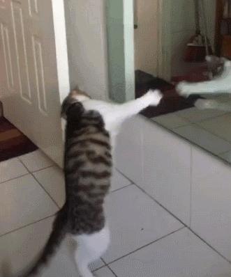 猫看到镜子里的自己,猫眼中的世界是什么样