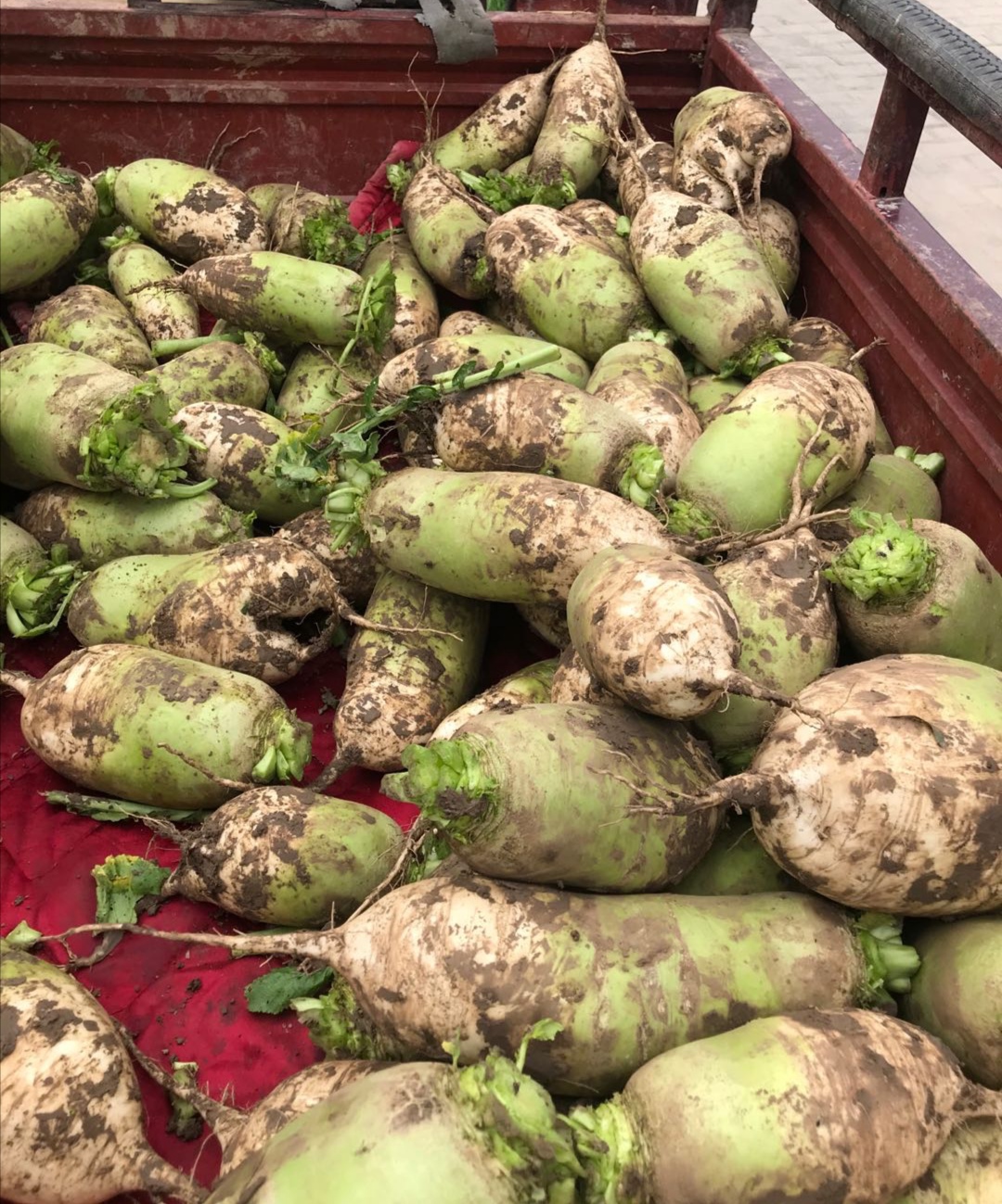 汤阴瓦岗：扶贫路上无小事一颗萝卜见初心