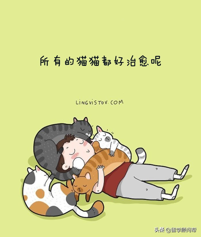 猫主子的日常暹罗猫铲屎官的乐趣,猫吸猫主子的日常
