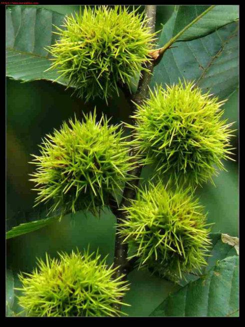 宋朝的词都有哪些,关于宋朝的词有哪些