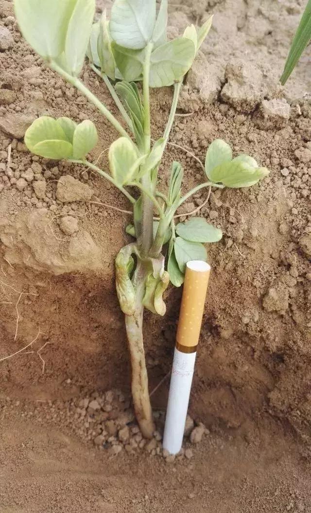 花生苗期如何促苗壮苗,花生怎样培养壮苗