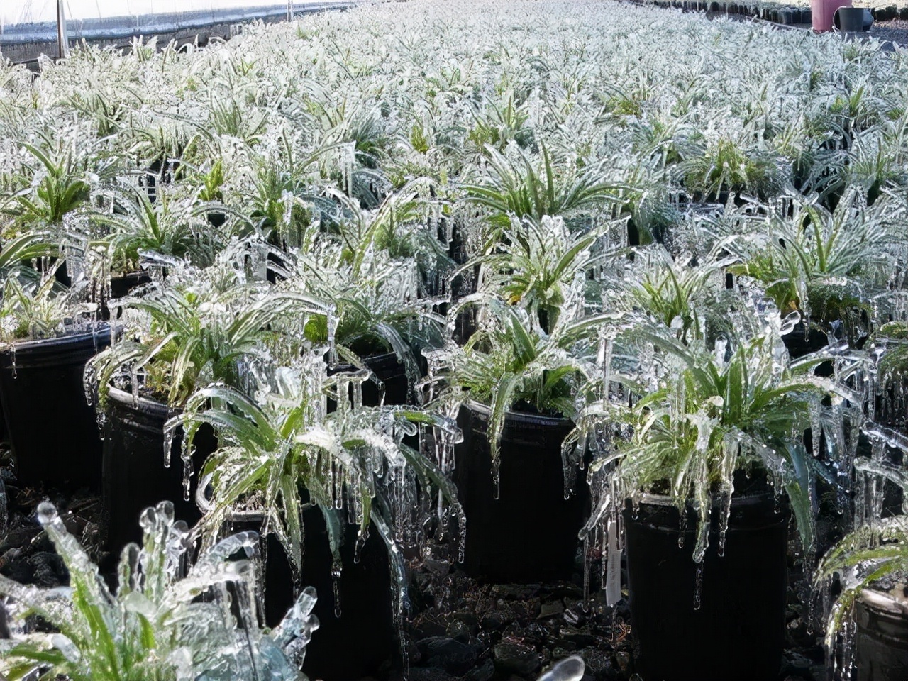 受冻的植物应该怎么拯救,植物受冻后僵苗了怎么办