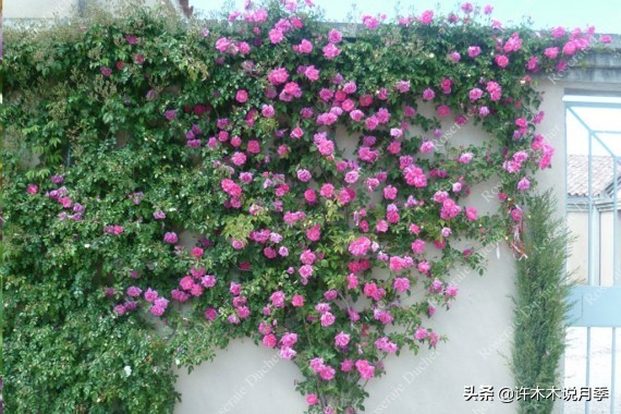 最好种植的藤本月季，种下一颗小苗，收获一片花海