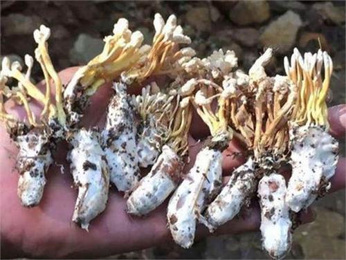 金蝉在黑暗中蛰伏多年,金蝉的一生要经历多少阶段