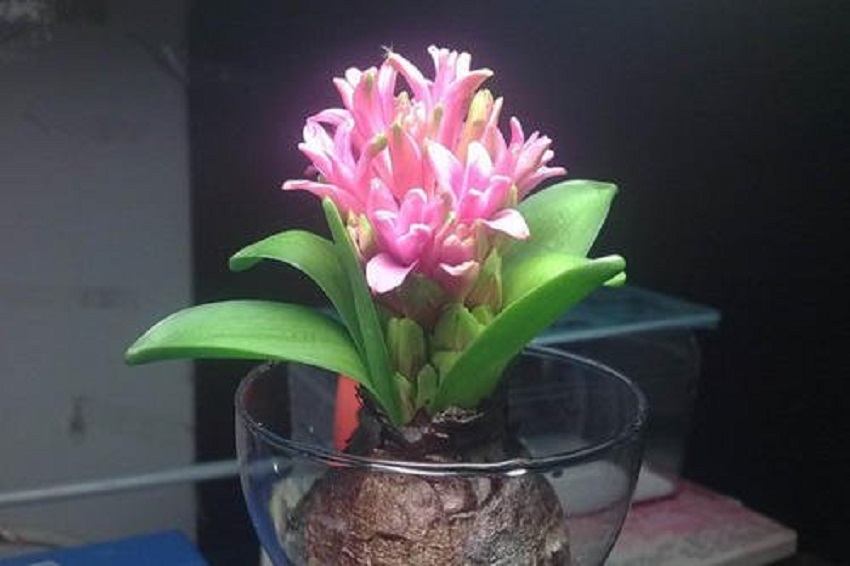 风信子叶子徒长却不开花怎么办,风信子怎样水养才能开花