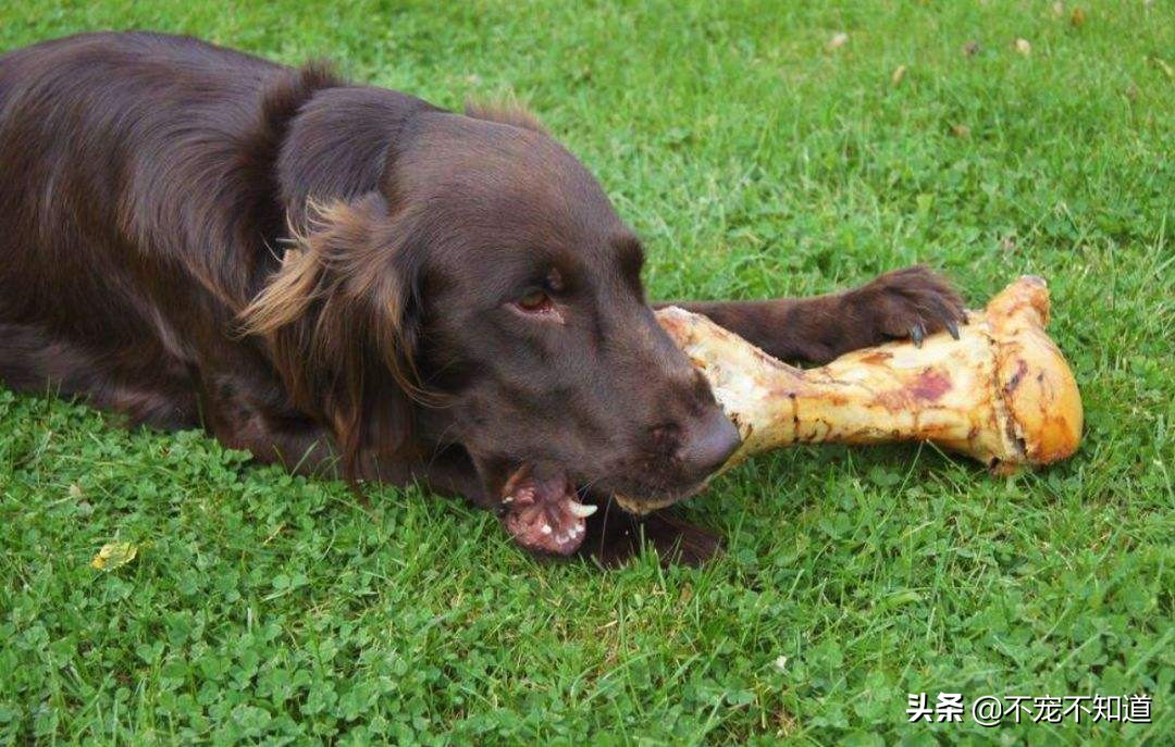 狗狗暴饮暴食得的胰腺炎能自愈吗,狗狗暴饮暴食后萎靡不振抽搐