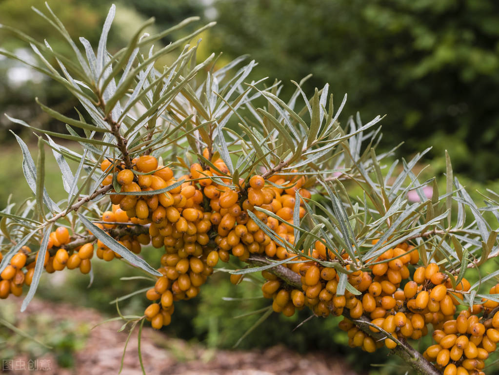 沙棘和沙枣区别,沙棘沙枣区别