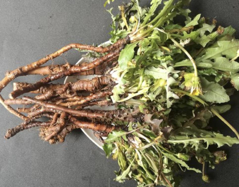 “1种草”在路边不起眼,人称“蒲公英”,处理后价值高,请珍惜