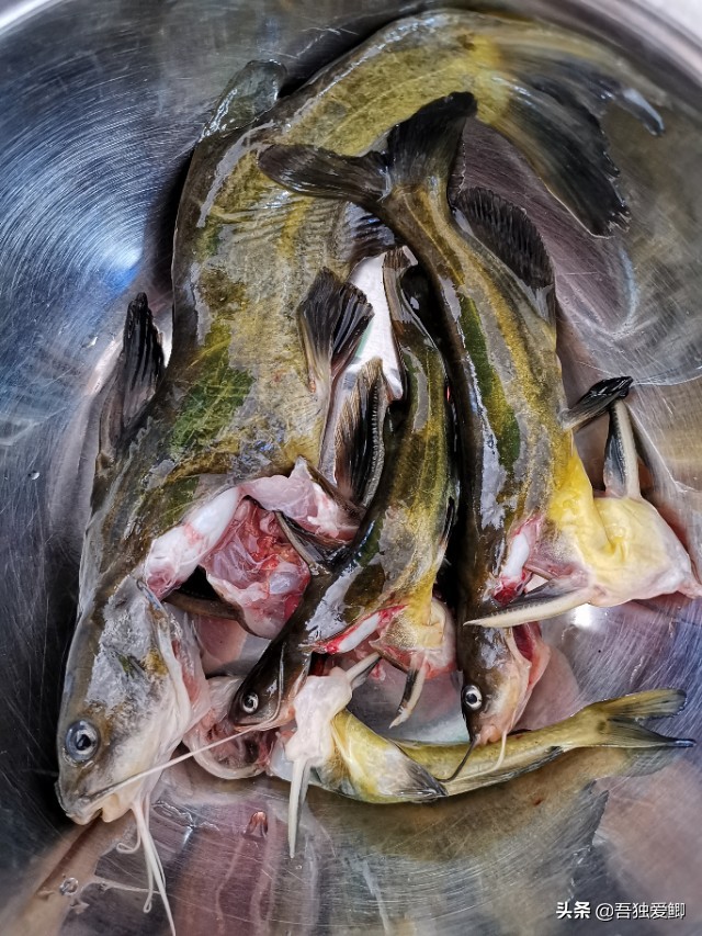 为什么大板鲫吃口很轻,大板鲫一般多少度吃口