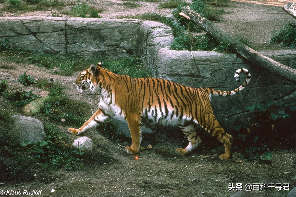 最大内陆国计划让里海虎“秽土转生”，莱昂纳多曾发文支持