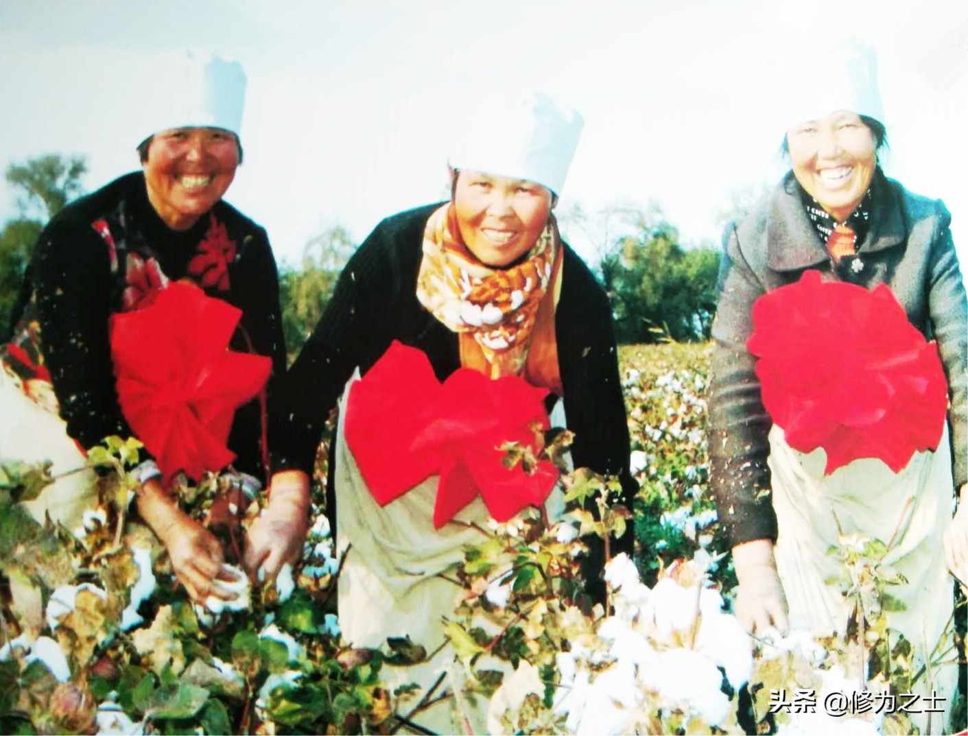 棉花地里种植什么赚钱,种植棉花有哪些经济效益
