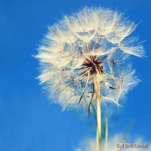 家乡的蒲公英,蒲公英飞回故乡