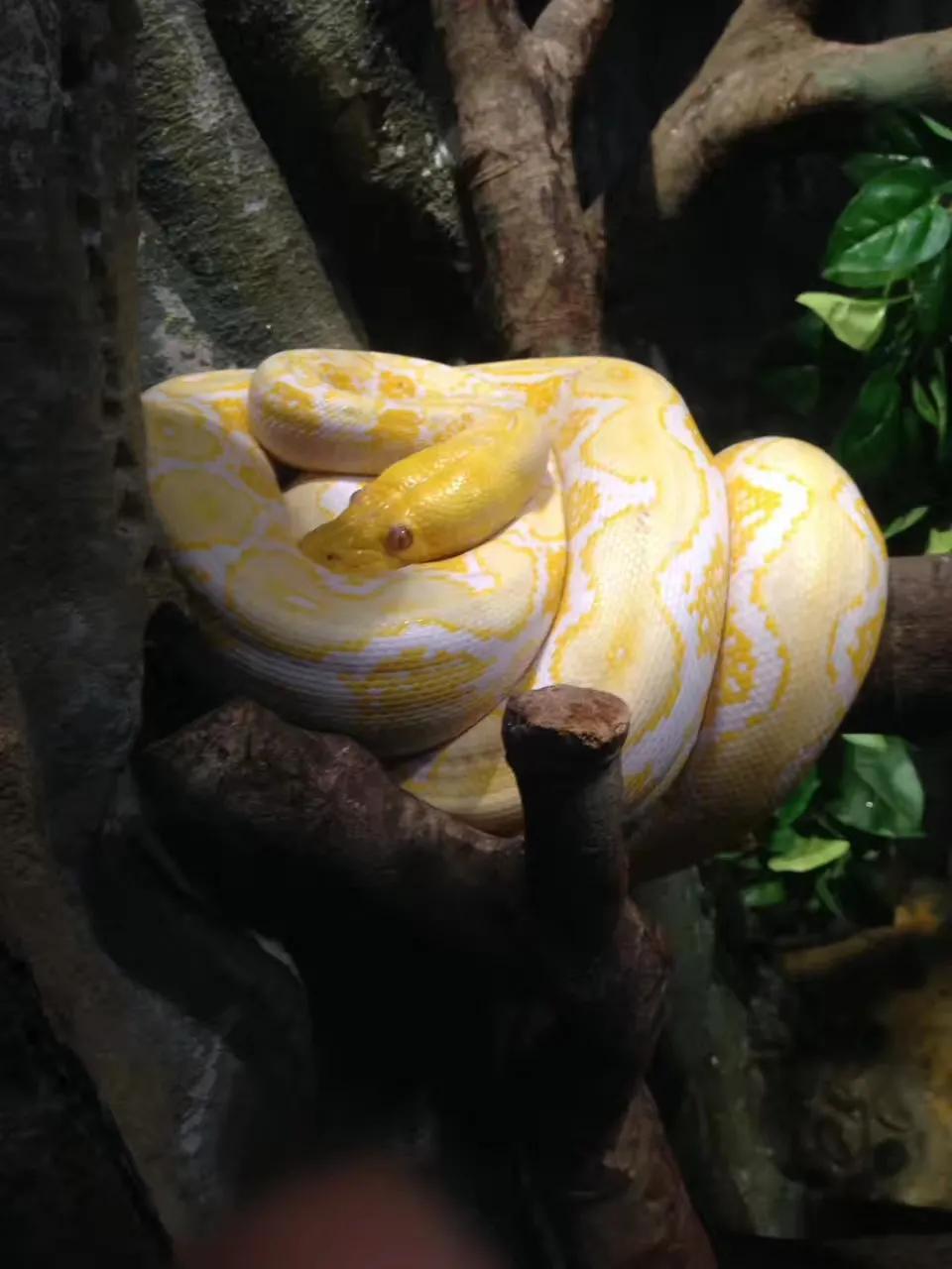 广州长隆野生动物世界游记300字,广州长隆野生动物园游记