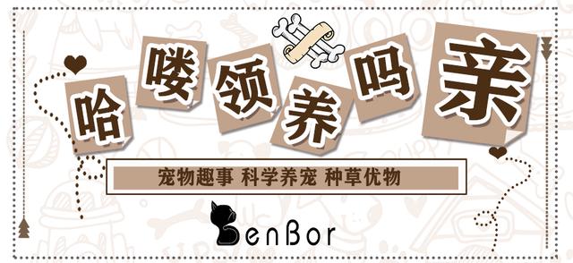 猫咪尿闭和拉稀怎么区分,拽猫尾巴拉稀